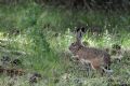 Lepus granatensis